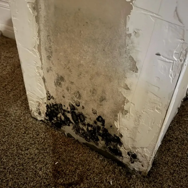 Professional Mold Removal in Madill, OK